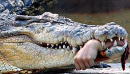 古代淡水帝王帝鳄