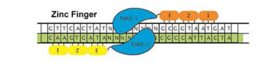 珍藏版 史上最全的基因编辑常用技术指南