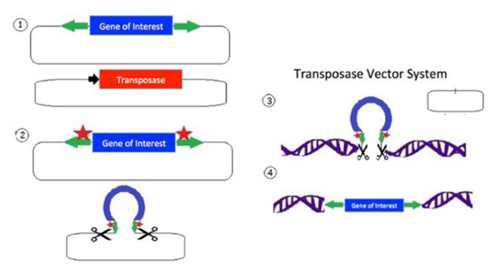 珍藏版 史上最全的基因编辑常用技术指南