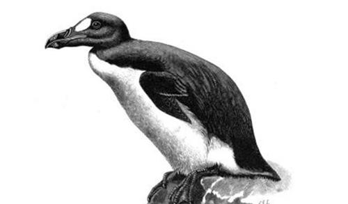 世界十大灭绝动物名单