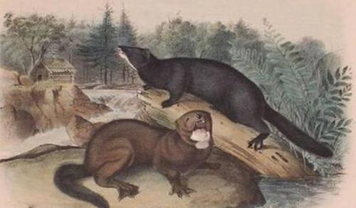 世界十大灭绝动物名单