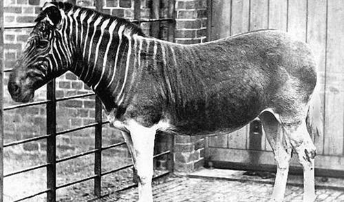 世界十大灭绝动物名单