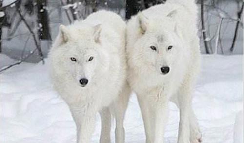 世界十大灭绝动物名单