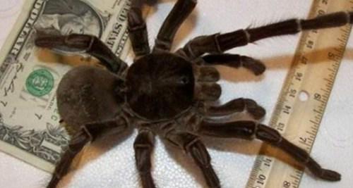 十大巨型蜘蛛
