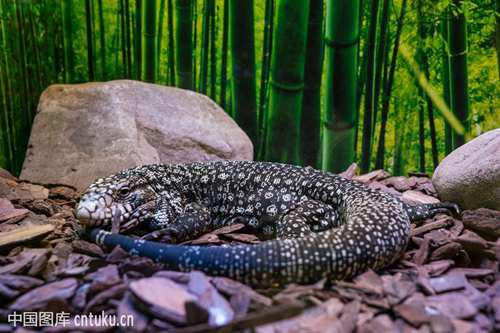 加C 泰加蜥的正确饲养方式