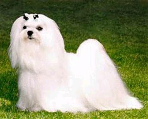 狗狗科普 马耳他犬