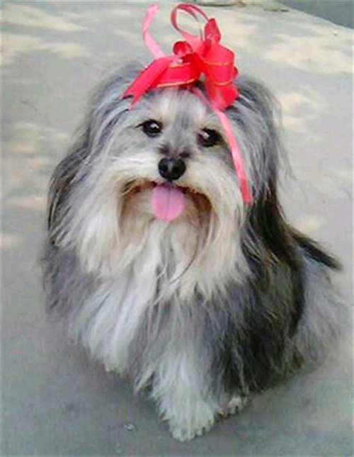 狗狗科普 马耳他犬