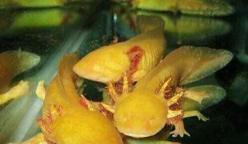 关于饱受争议的可爱蝾螈 墨西哥钝口螈六角龙