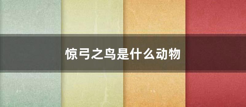 惊弓之鸟是什么动物 (惊弓之鸟是什么鸟)