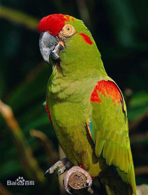 分布于美洲的金刚鹦鹉图鉴