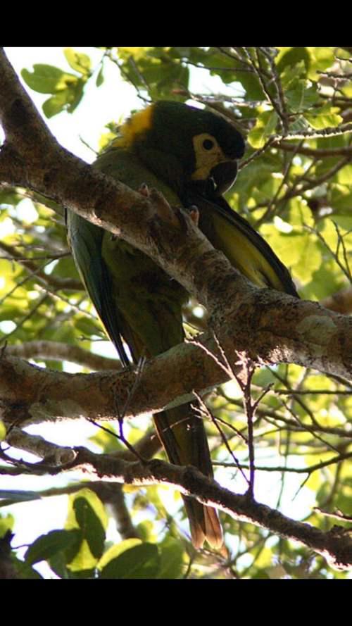 分布于美洲的金刚鹦鹉图鉴