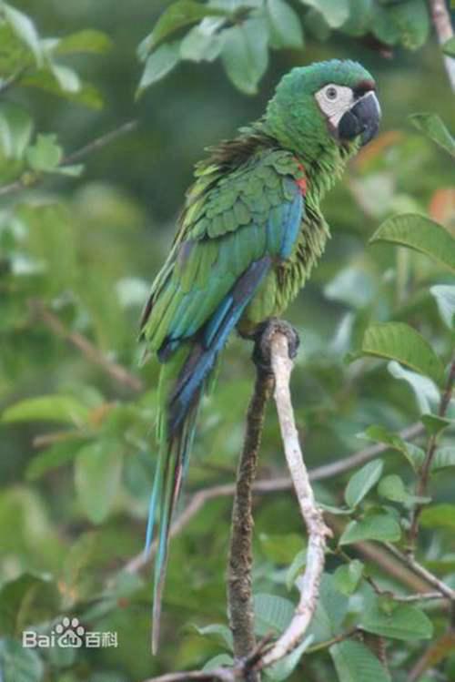 分布于美洲的金刚鹦鹉图鉴