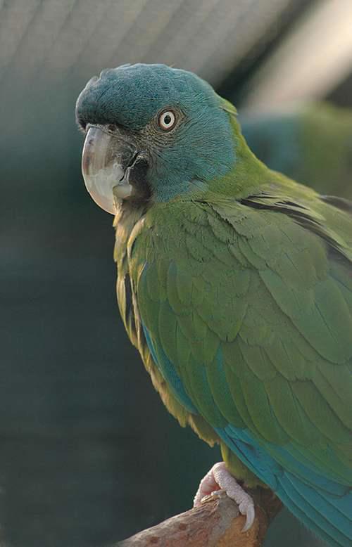 分布于美洲的金刚鹦鹉图鉴