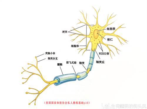 系统解析GTG训练法