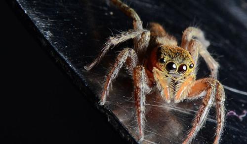 蜘蛛是昆虫吗 正确答案