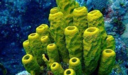 世界上寿命最长的十种动物