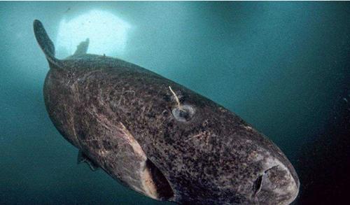 世界上寿命最长的十种动物