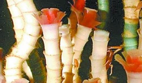 世界上寿命最长的十种动物