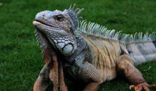 世界上寿命最长的十种动物