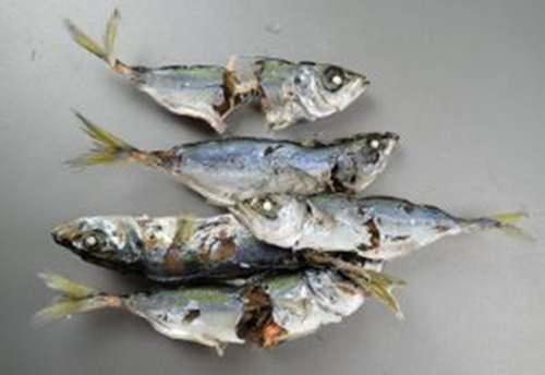 日本料理之竹荚鱼