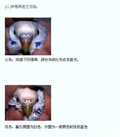 虎皮鹦鹉各年龄段分辨公母
