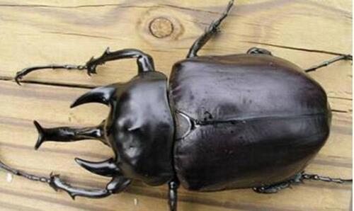 世界上最帅的虫子盘点