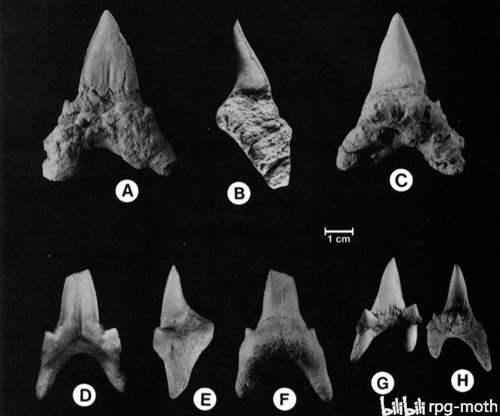 王者之路鼠鲨目Lamniformes的传奇生涯8断骨