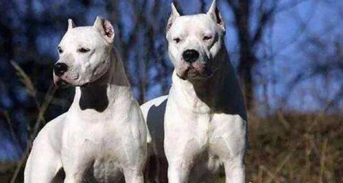 世界十大灭绝动物