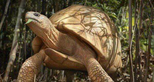 世界十大灭绝动物