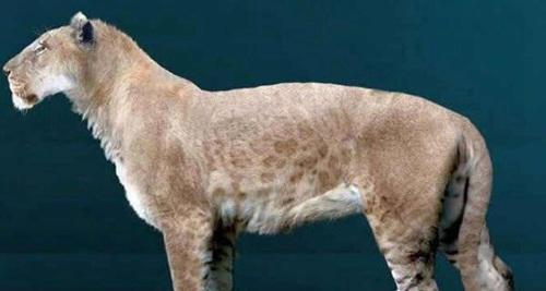 世界十大灭绝动物