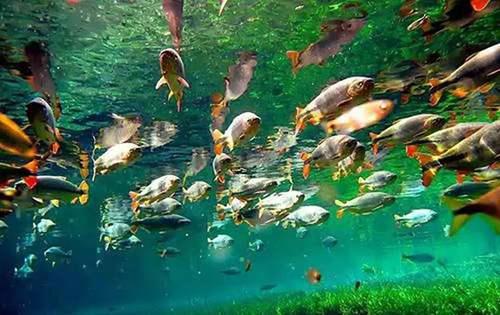 亚马逊神秘的牙签鱼