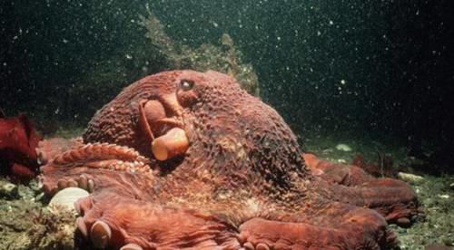 世界上最大的北太平洋巨型章鱼