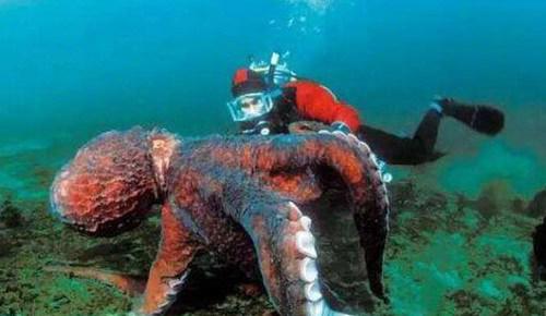 世界上最大的北太平洋巨型章鱼