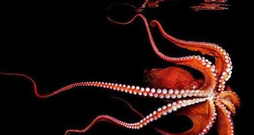 世界上最大的北太平洋巨型章鱼
