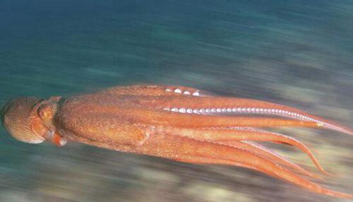 世界上最大的北太平洋巨型章鱼