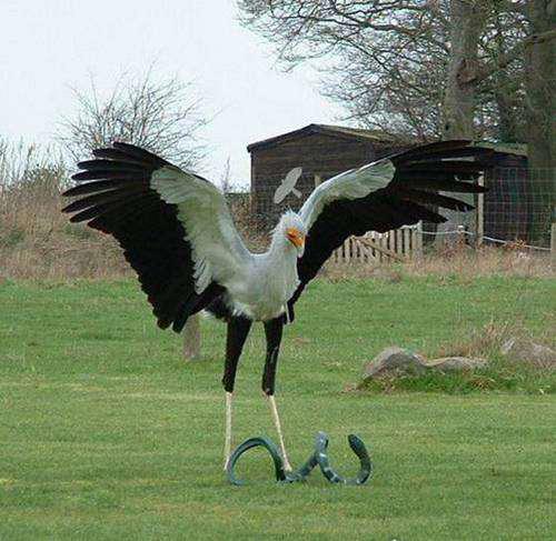 动物世界蛇的天敌有哪些