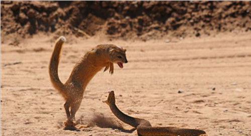 动物世界蛇的天敌有哪些