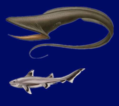 方舟的美丽新世界 幽灵吞噬鳗