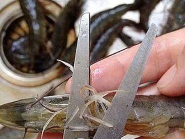 活虾怎么处理干净