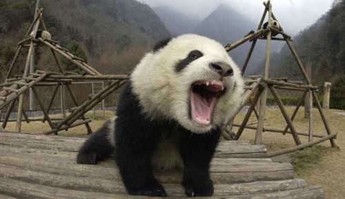 细数那些现存的活化石 活化石有哪些