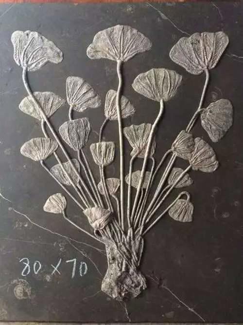 细数那些现存的活化石 活化石有哪些