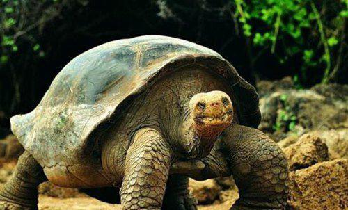 最大的乌龟品种有多大