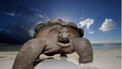 最大的乌龟品种有多大