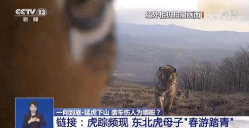 中国最大的老虎是温