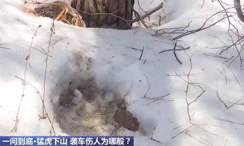 中国最大的老虎是温