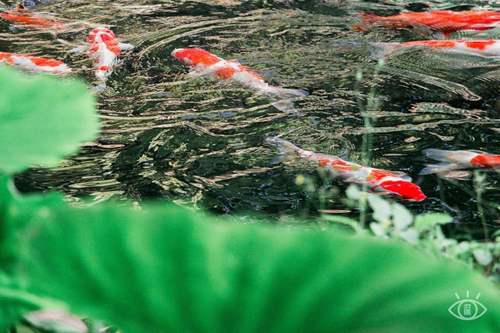 带孩子必须去22个地方 深圳好玩的免费景点