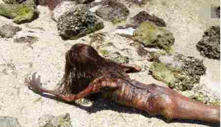 美人鱼传奇之谜