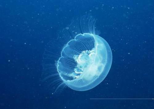 巨大水母群覆盖海面