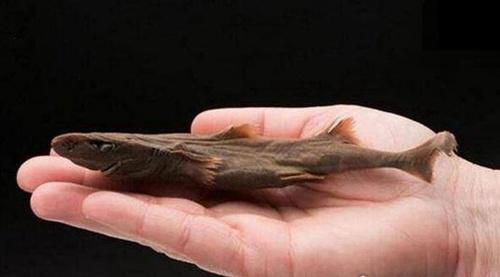 世界上最小的鲨鱼多大