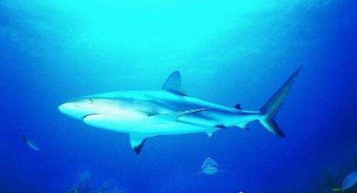 世界上最小的鲨鱼多大